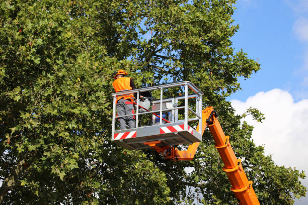 How Our Tree Care Process Works  in Rushville, IL